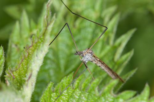 Réf. 202 355 : Limnophila schranki
